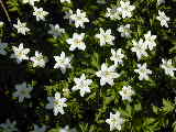 Click to see DSCN0358.JPG