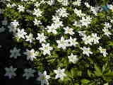 Click to see DSCN0359.JPG