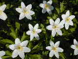 Click to see DSCN0360.JPG