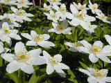Click to see DSCN0361.JPG