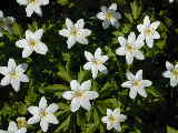 Click to see DSCN0362.JPG