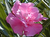 DSCN5243.JPG